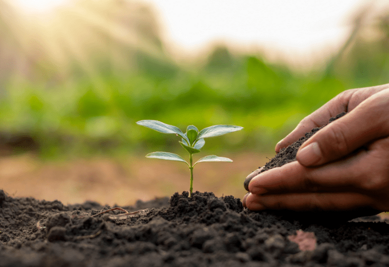 Kesalahan Reboisasi yang Sering Terjadi dan Cara Menghindarinya